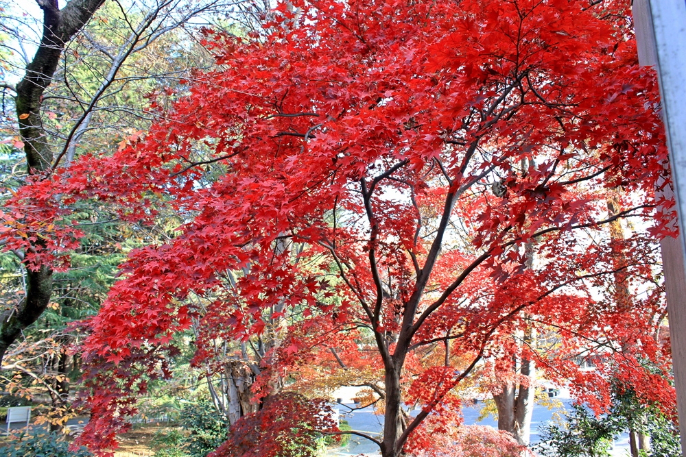 二十周年記念館北の紅葉[2].jpg