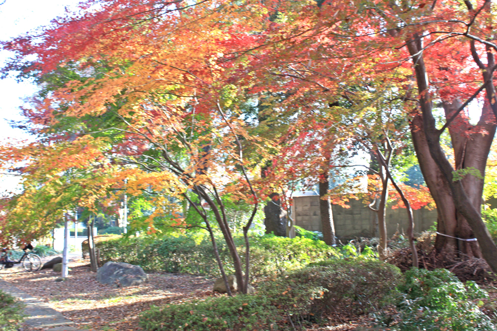 飯島和庭園の紅葉b.jpg