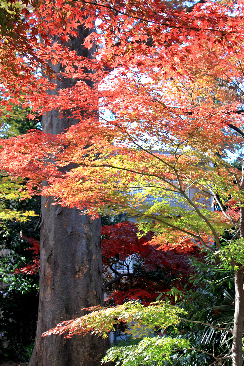 体育棟北庭の紅葉[2].jpg